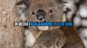 Midori è il koala in cattività più anziano di sempre