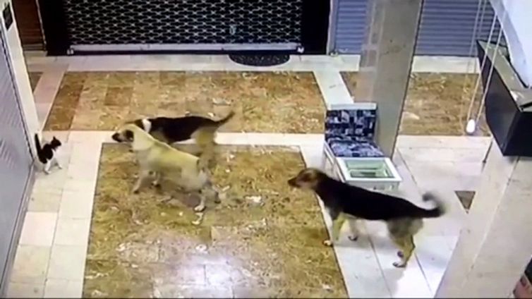 Mamma gatta accorre per salvare il micino dai cani randagi