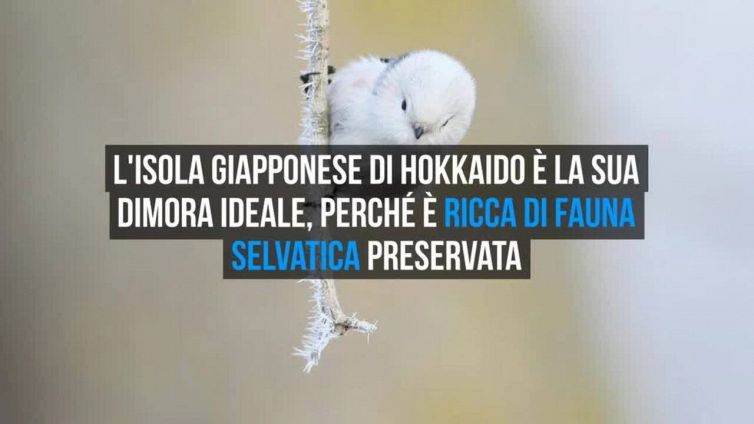 Shima enaga, gli uccelli che sembrano batuffoli di cotone