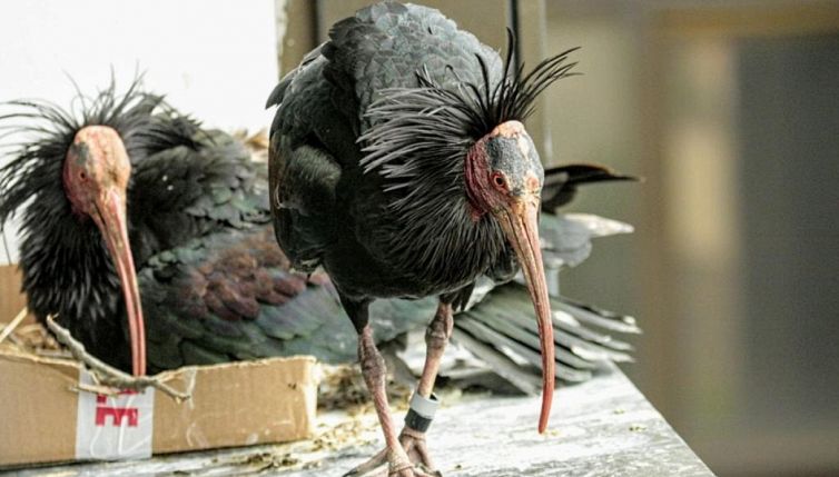 Su un tetto di Roma ci sono due Ibis eremiti: il nido