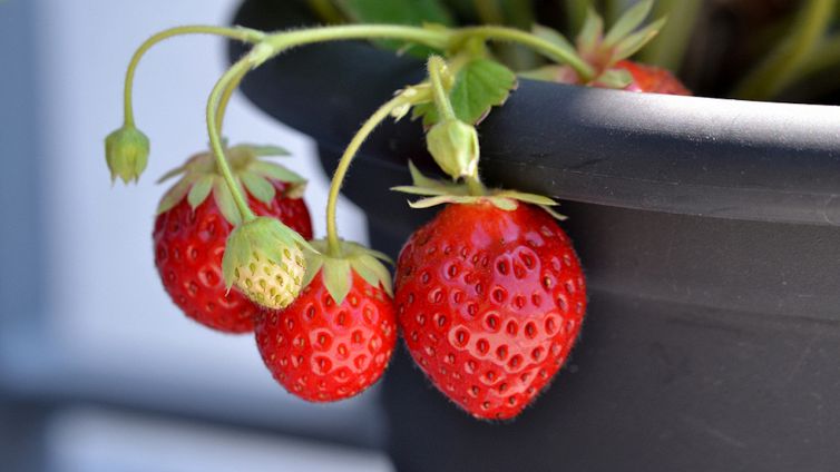 Fragole, coltivale così partendo dal frutto