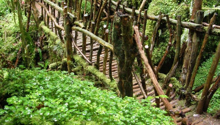 Puzzlewood, ecco il bosco che ha ispirato Il Signore degli Anelli