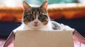 Perché il gatto si siede nelle scatole? Lo spiega un esperimento