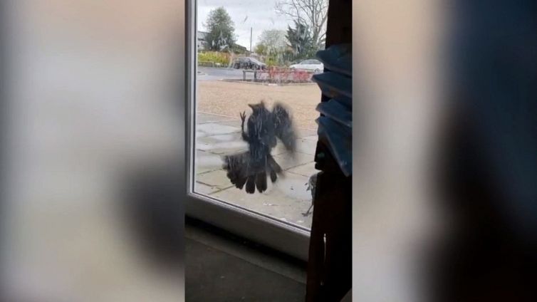 Come in un film horror: il pauroso attacco dei corvi