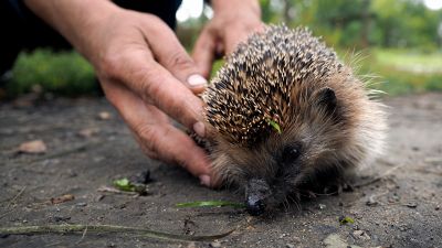 Ricci in giardino, cosa fare