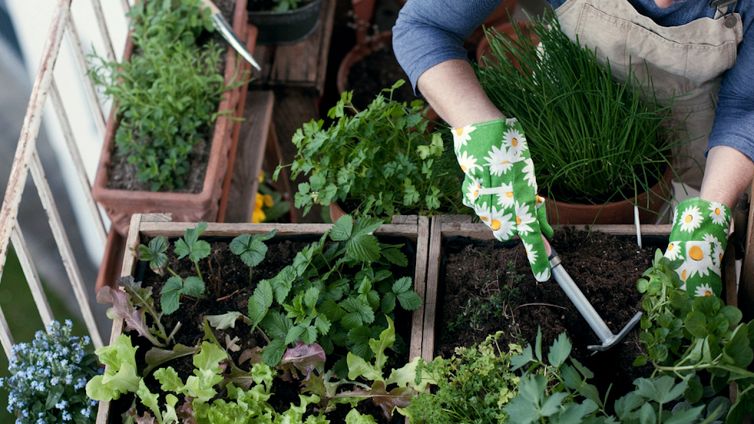 Come realizzare un orto sul balcone