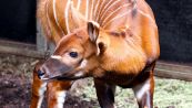 Un cucciolo di bongo allo zoo di Opole: perché la specie è a rischio