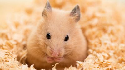 8 cose da sapere prima di prendere un criceto