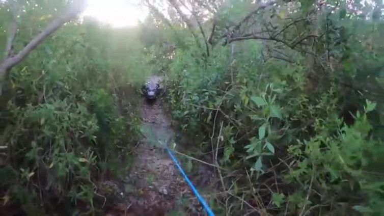 Va a pesca, si ritrova preda di un alligatore