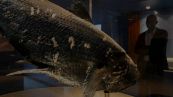 Pesce preistorico riemerge dagli abissi: la scoperta