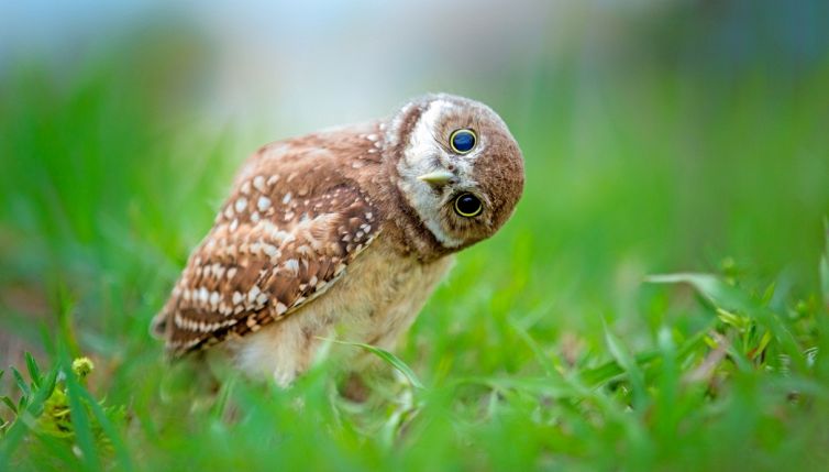 Da dove nasce la curiosità? La risposta in uno studio