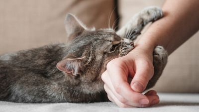 4 cose da non fare per non farsi odiare dai gatti