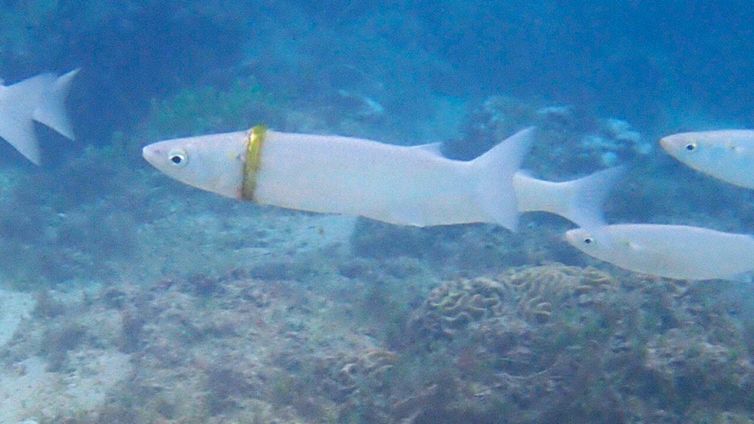 Pesce con la fede nuziale: lo strano avvistamento
