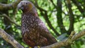 Kaka, l’uccello in via d’estinzione salvato in Nuova Zelandia