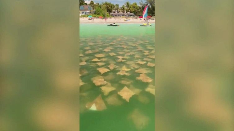 Centinaia di razze al sole in Florida: il particolare fenomeno