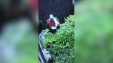 Sta tagliando la siepe quando viene morsa da un serpente