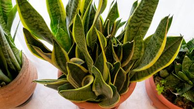 Sanseveria o 'lingua di suocera', la pianta che purifica l’aria