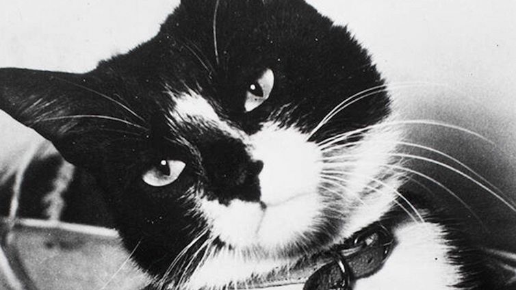 L'incredibile storia del gatto Oscar