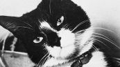 Oscar, la storia del gatto inaffondabile