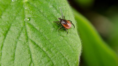 Zecca dei boschi, perché è pericolosa (anche per noi)