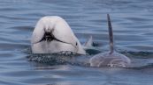 Delfino bianco: è stato avvistato in mare il rarissimo esemplare