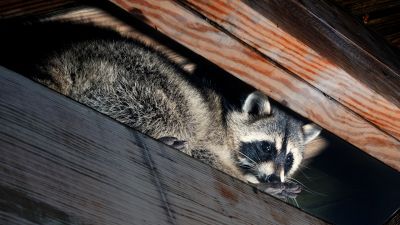 11 cose da fare se incontro un animale selvatico ferito