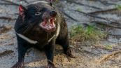 Diavoli della Tasmania riappaiono dopo 3mila anni: sono rarissimi