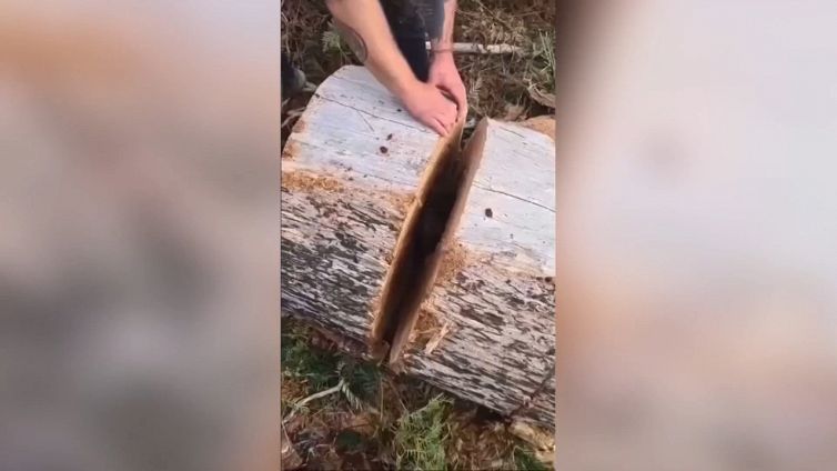 Taglia l'albero in due: quello che trova è incredibile