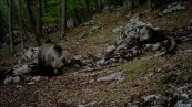 L'orso fa il 'bagnetto' Immortalato da una fototrappola in Trentino