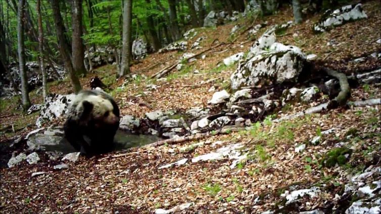 Trentino, un orso immortalato mentre fa il bagno in una pozza naturale