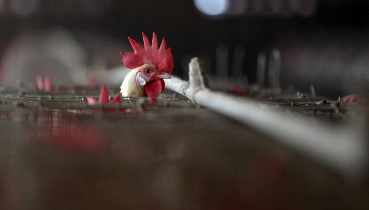 Influenza aviaria H10N3: cos'è e i sintomi