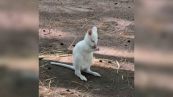 Canguro albino nato in Russia, perché è una razza rarissima
