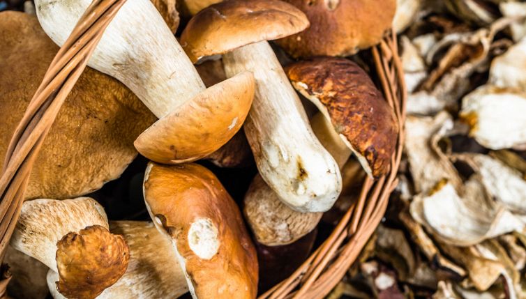 Non mettere mai i funghi in buste di plastica: il motivo