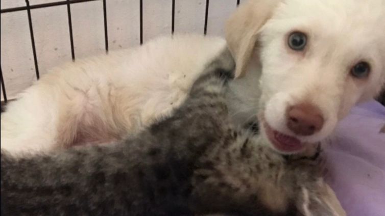 La cagnolina lanciata dall'auto salvata da un’amica inaspettata