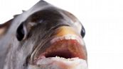Pesce con i denti umani: la strana specie che popola i mari