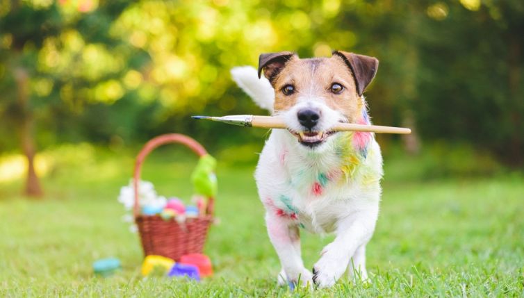 Rogan, il cane pittore diventato un fenomeno del web