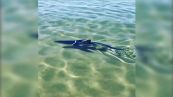 Sorpresa tra i bagnanti a Pesaro: appare uno squalo particolare