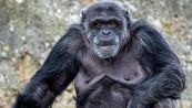 Addio allo scimpanzé più anziano d’America