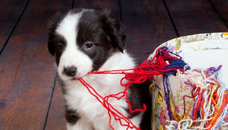 Una lana di cachemire pregiata fatta col pelo dei cani