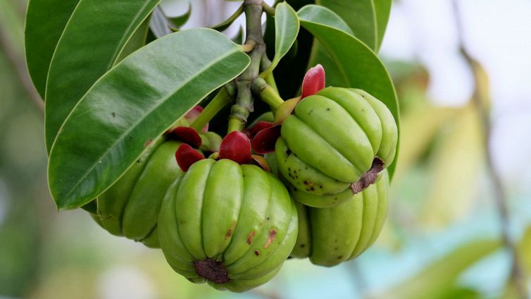 Fitoterapia per dimagrire: i rimedi naturali per perdere peso