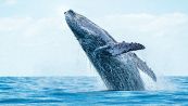 Usa, uomo viene inghiottito da una balena al largo del Massachusetts