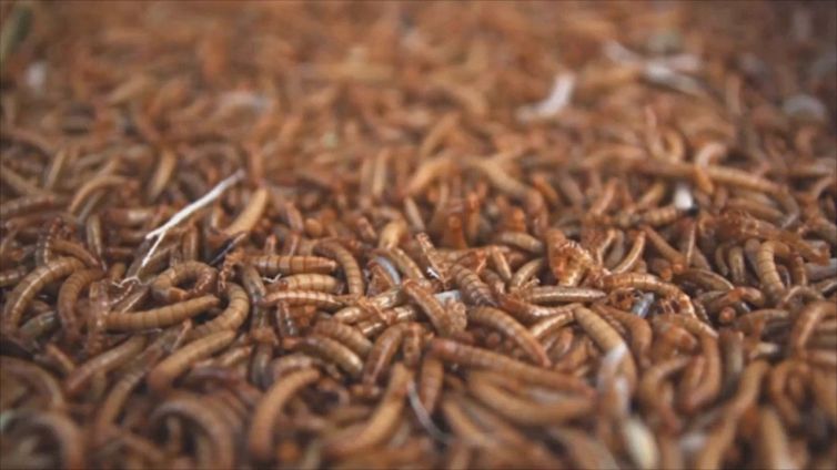 La strana missione della NASA: migliaia di bruchi nello spazio