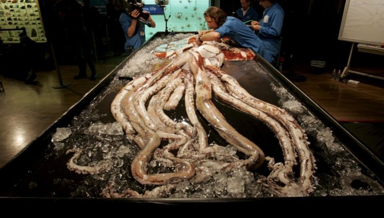 Il calamaro gigante esiste: tutti gli avvistamenti