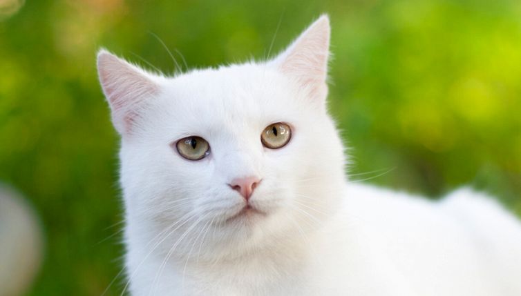 Achille, il gatto indovino (che fa pronostici anche su Euro 2020)