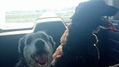 Nonna Rosetta e Black, la storia a lieto fine dei 'cani della spazzatura'