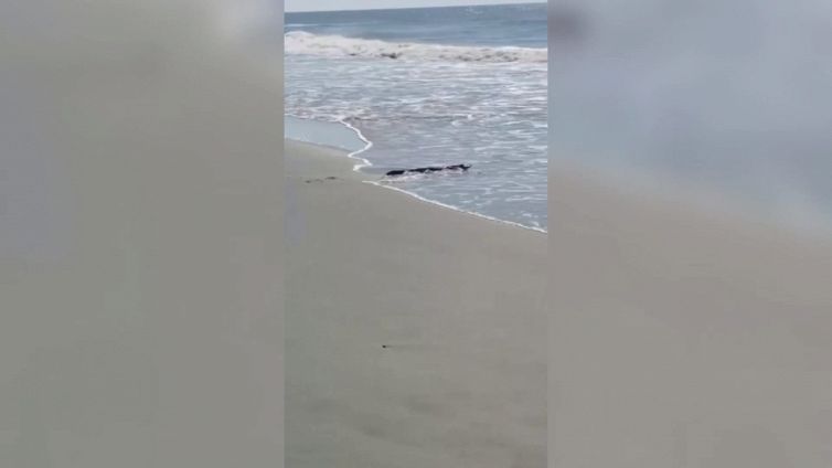Sorpresa in spiaggia: trova un alligatore a riva, il video è virale