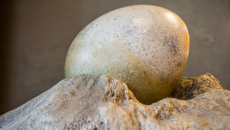 Uovo di dinosauro, la scoperta straordinaria in dogana