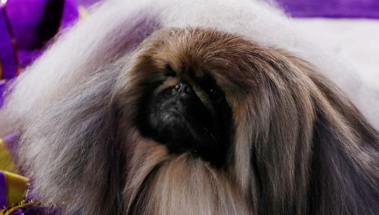 Wasabi è il cane più bello d'America