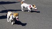 Cani, come tutelarli dall’asfalto rovente