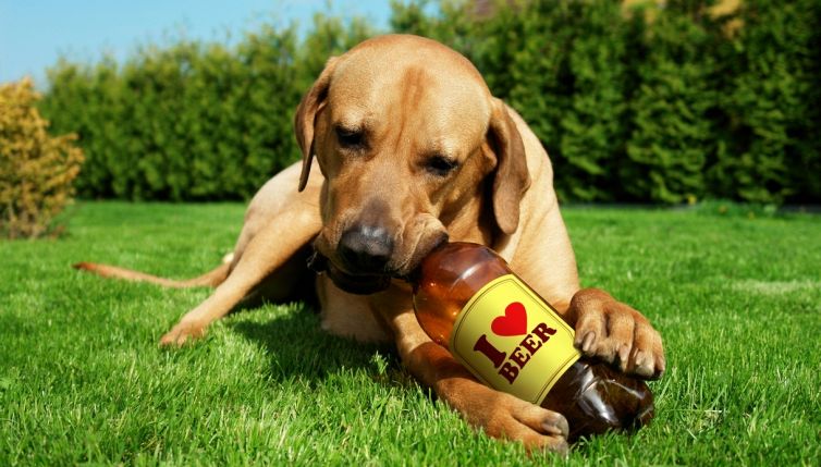 La prima birra per cani 100% italiana